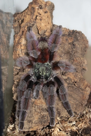 ADULT 1.0 Caribena Versicolor