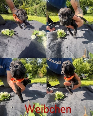 cane corso presa canario welpen 