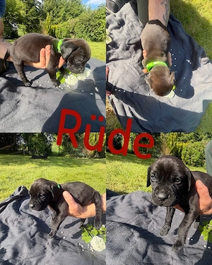 cane corso presa canario welpen 