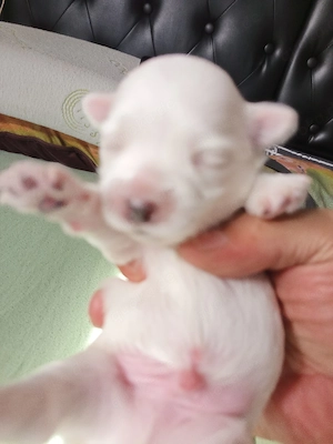 Wurf Bichon Malteser Toys (mini)