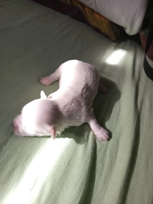Wurf Bichon Malteser Toys (mini) Bild 2