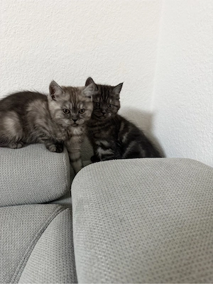 Bkh Kitzen mix Bild 2