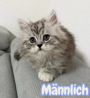 Bkh Kitzen mix Bild 3