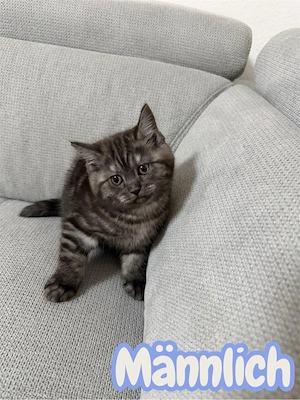 Bkh Kitzen mix Bild 5