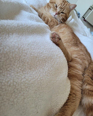 reinrassiger kater zu verkaufen nur in liebevolle hände