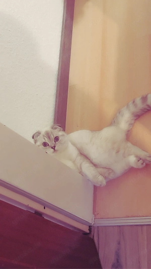 wunderschöne Katze sucht ein neues zu Hause