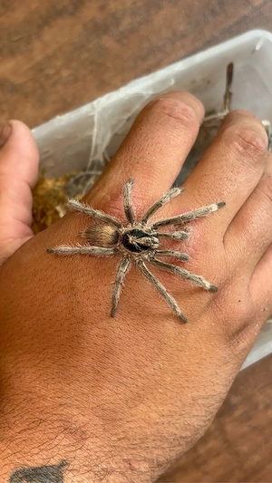 ADULT 1.0 Neothele incei  Classic 