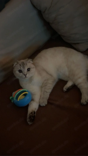 wunderschöne Katze sucht ein neues zu Hause