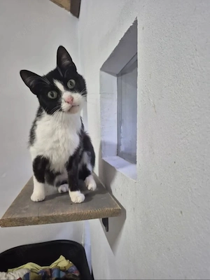 Alvira Freundliches Katzenmädel sucht ihre Familie 