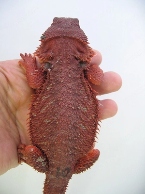Farbbartagame Red Monster het Hypo Nachzucht Nr.10 - Bock - extrem rot - handzahm 