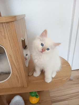 Kitten Reinrassig Ragdoll mit Stammbaum.