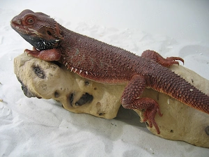 Bartagame Red Monster Leatherback het Hypo - dunkel rot - Bock handzahm - adult Bild 9