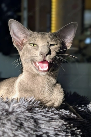 OKH Peterbald Kitten (w), kastriert, geimpft, entwurmt. Liebevoll, verspielt & einzigartig 