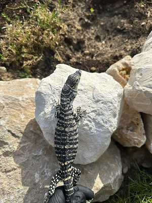 Varanus Varius aus 01 2026