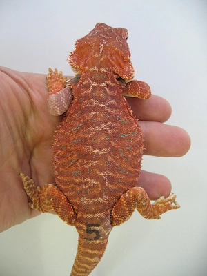 Farbbartagame Weibchen Red Monster Leatherback het Hypo Nr.5 - handzahm