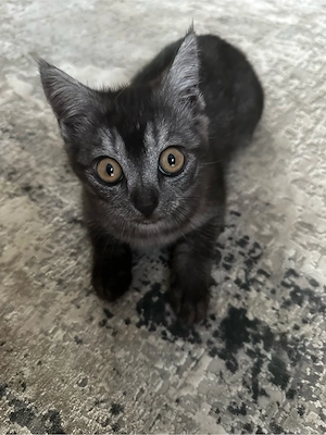 Zuckersüßes Katzenbaby sucht ein liebevolles Zuhause!