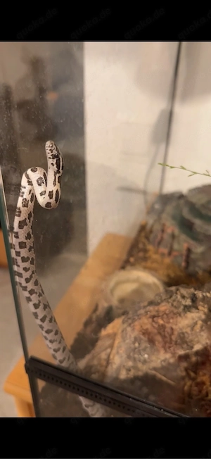 Kornnatter mit Terarium