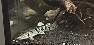 Polypterus Delhezi(Flösselhecht)