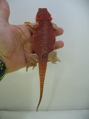 Farbbartagame Weibchen Red Monster het Hypo Nr.11 - handzahm - sehr rot Bild 2