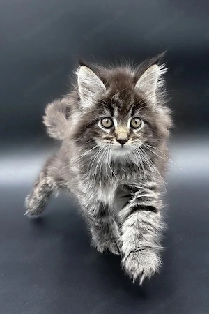 Hallo, ich bin Pandora   ein Maine-Coon-Mädchen mit einem schwarz getickten Tabby-Fell und ruhigen