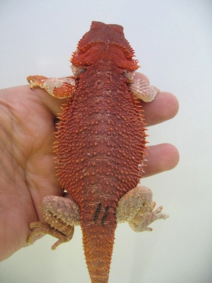Farbbartagame Weibchen Red Monster het Hypo Nr.11 - handzahm - sehr rot