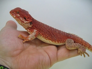 Farbbartagame Weibchen Red Monster het Hypo Nr.11 - handzahm - sehr rot Bild 3