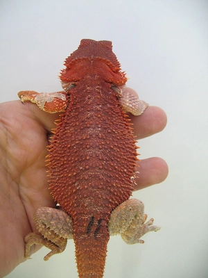 Farbbartagame Weibchen Red Monster het Hypo Nr.11 - handzahm - sehr rot Bild 5