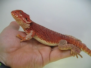 Farbbartagame Weibchen Red Monster het Hypo Nr.11 - handzahm - sehr rot Bild 4