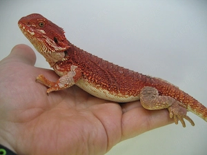 Farbbartagame Weibchen Red Monster het Hypo Nr.11 - handzahm - sehr rot Bild 8