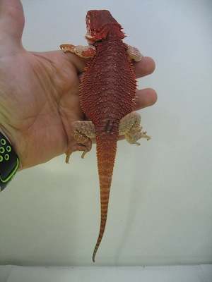 Farbbartagame Weibchen Red Monster het Hypo Nr.11 - handzahm - sehr rot Bild 6