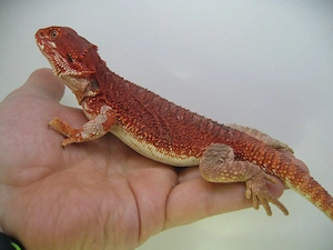 Farbbartagame Weibchen Red Monster het Hypo Nr.11 - handzahm - sehr rot Bild 7