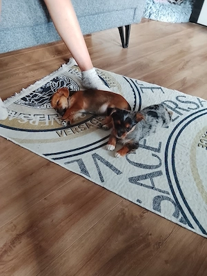 Yorkshire Terrier Chihuahua Mischlingswelpe 