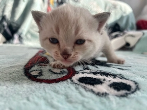 süße bkh siam mix kitten 