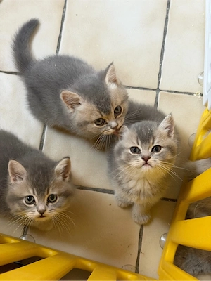 British Katzen !