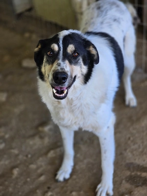 Lissy ist verträglich mit andern Hunden