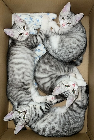 BKH Kitten silver tabby (Whiskas Katze)