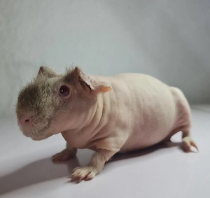 Skinny Pig Mädchen 