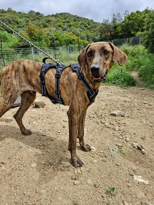 Diego - fröhlicher Jagdhund Mischling 