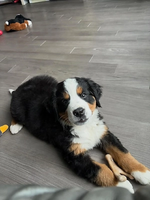 Kräftiger und gesunder Berner Sennenhundwelpe.