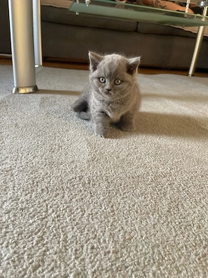 katze baby