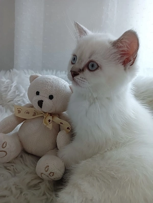 BKH Kitten Mädchen