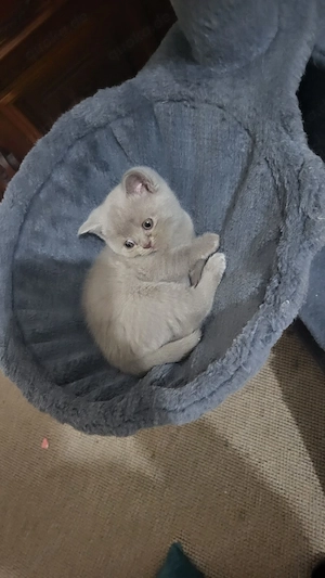 BKH katzen baby