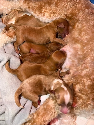 Maltipoo Welpen
