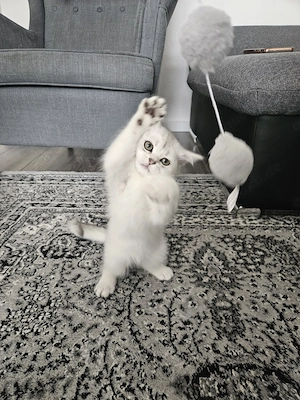 2xBKH Kitten abzugeben nur zur zweit 