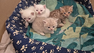 BKH Kater weiß 
