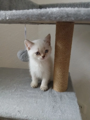 BKH Kitten Kater weiß 