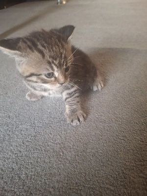 hallo katzenbaby