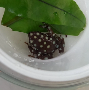 Pfeilgiftfrosch, Excidobates mysteriosus, Maranón Baumsteiger