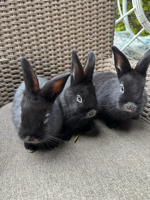 Helle Großesilber Kaninchen abzugeben Bild 4