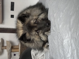 Wolfsspitz Rüde sucht zuhause 